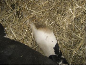 Ved opslag i Dyreregistrering findes, at koen har været i behandling med antibiotika. Koen er ikke behandlet siden, men er ifølge oplysning fra ejer tilset af en dyrlæge for ca. 14 dage siden.
