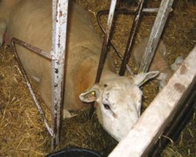 To typer adoptionsbokse til får, der umiddelbart lever op til Det Veterinære Sundhedsråds udtalelse, idet fårene kan rejse og