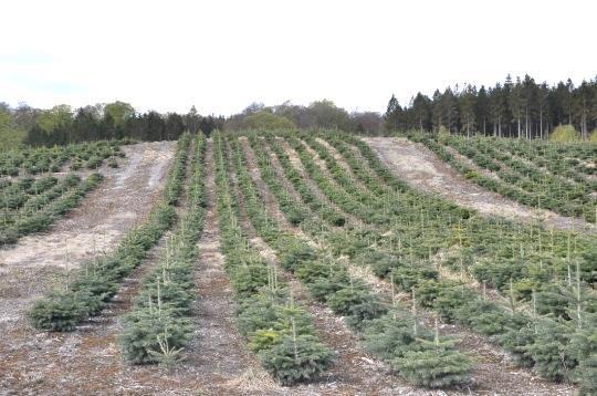 Overordnet driftsformål for produktionen af juletræer Lindenborgs målsætning for juletræer er en jævn produktion af kvalitetstræer, både naturgroede og formklippede på 120 ha.