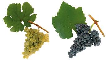 Som bekendt er der tre druesorter, der anvendes i Champagne. De 2 røde druer er Pinot Noir og Pinot Meunier, og den hvide drue er Chardonnay.