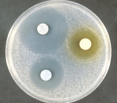 Til resistensbestemmelse af de sygdomsfremkaldende fiskebakterier Aeromonas salmonicida, Yersinia ruckeri og Vibrio anguillarum er følgende vækstmedier anvendt: D.S.T.- Agar (Oxoid CM 261) og Iso-sensitet Agar (Oxoid CM 473).