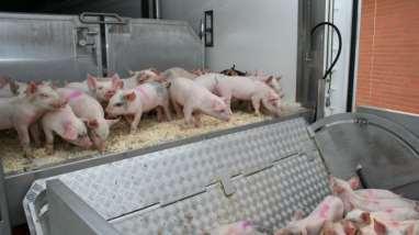 Hvis Tyskland bliver ramt =>? 3. lande lukker for import af kød og levende svin fra D (risiko for hele EU) Mulighed for at Tyskland stopper import af smågrise? => op til 35.000 smågrise/dag?
