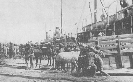 Indian troops embarking horses at Bombay. Fra FirstWorldWar.com. Ekspeditionskorps B forlod Bombay den 16. oktober 1914 