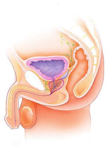 Mandens anatomi Urinblære Skamben Urinrør Sædblære Endetarm Prostata