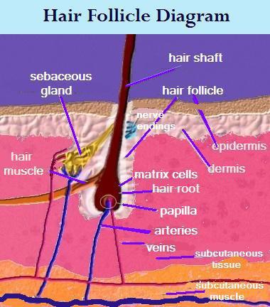 Haircare-hair-follicle-structure test for blodtype er steget. Alt sammen Hairstructure of follicle noget som hjælper os i vores selektion af avlsdyr.