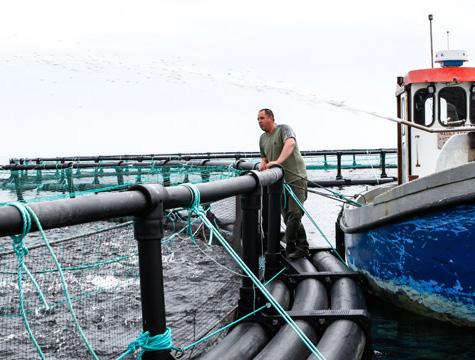 Sølvlaks i Danmark er undsluppet fra havbrug Hjarnø Havdambrug har glemt at indberette 200 undslupne hun-sølvlaks, oplyser Danmarks Sportsfiskerforbund I sidste udgave af Ferskvandsfiskeribladet