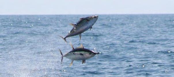 Indberetninger fra fiskere, sejlere og andre, som har set blåfinnet tun i danske farvande, bidrager til forskningen i tunens tilbagekomst.