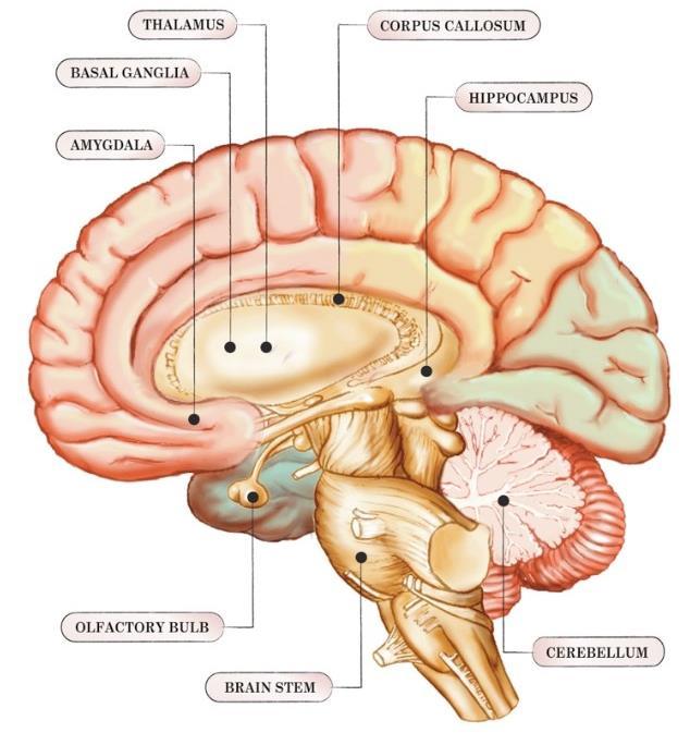 Det limbiske system kan aflæse signaler fra den ydre verden og kombinere dem med kropssansninger. Det justerer informationer fra ydre og indre stimuli og kombinerer med kropssanserne.