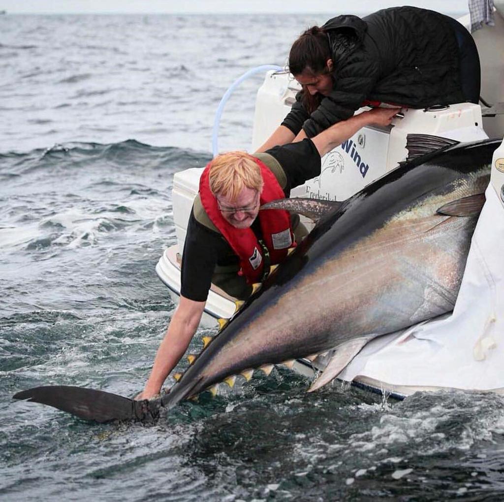 Samarbejde om tunkvote til lystfiskerne af Danmarks Sportsfiskerforbund Småbådsfiskere med tunfiskeri i blodet indleder samarbejde med Danmarks Sportsfiskerforbund om at få en tunkvote til de danske