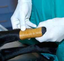 Både i stordyrs- og smådyrspraksis håndterer man sår hver eneste dag. Meget få, sandsynligvis ingen, af de patienter man som dyrlæge behandler, går gennem et helt liv uden sår.