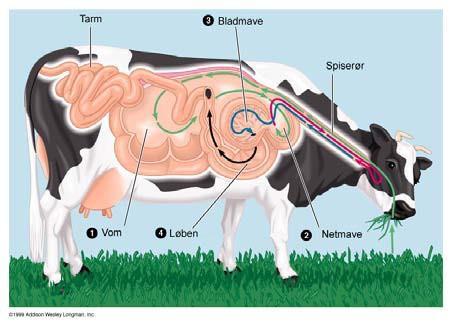 Koen har fire maver: vommen, netmaven, bladmaven og løben, hvor det kun er løben, der er en rigtig mave med en enzymatisk nedbrydning som den vi kender hos de enmavede (svin, heste, mennesker, mink m.