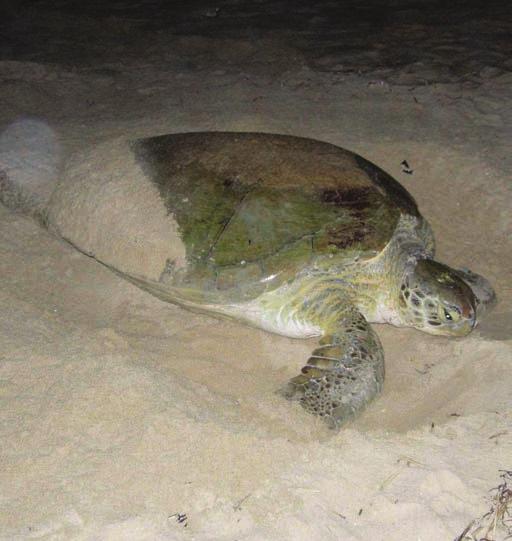 Tilbage til sandet Når den voksne skildpadde er cirka 26 år gammel, er dens skjold op mod en meter langt, og den vejer omkring 150 kilo. Nu tager den ud på et nyt eventyr.