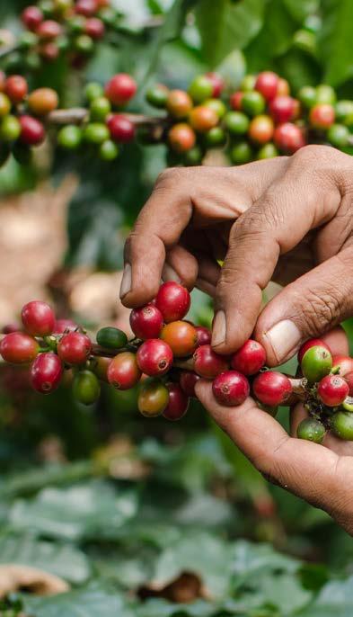 Colombia højland Hele bønner 1000 g Håndplukket kaffe fra de bedste plantager fra Colombias bjerge. En fyldig og let syrlig kaffe med en frisk og dejlig smag.