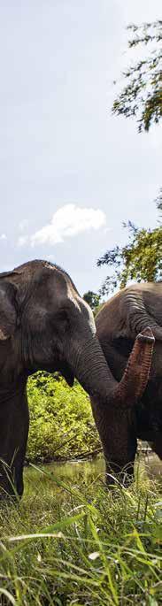 Udvalgte indsatser i 2017 I reservatet BLES kan de reddede elefanter endelig følge deres naturlige instinkter.