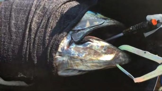 Forskerne og de cirka 400 lystfiskere får kun lov til at fiske efter tunen, når det tjener et