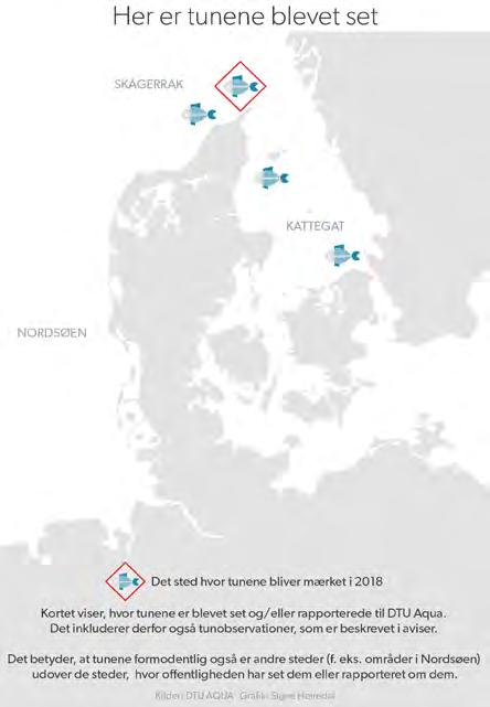 Den blåfinnede tun er lige nu omfattet af et totalt fangstforbud, fordi Danmark ikke har en andel