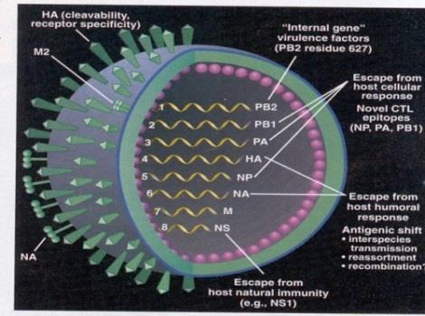 Hvad er influenza Skyldes et virus influenza A virus RNA virus i modsætning til Plasmacytose der er et DNA virus betydning for smitteforhold Science, 293, 1773, 2001 Kan ikke behandles med