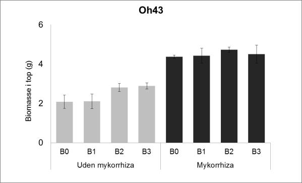 Bakterier isoleret fra mykorrhizasvampe kan øge