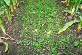 maj. I forsøgene er majsen høstet 17. og 23. oktober. Efterafgrøden er sildig diploid alm. rajgræs af sorten Jumbo. Der er tilstræbt en udsædsmængde på 6 kg. Efterafgrøden er sået 15.