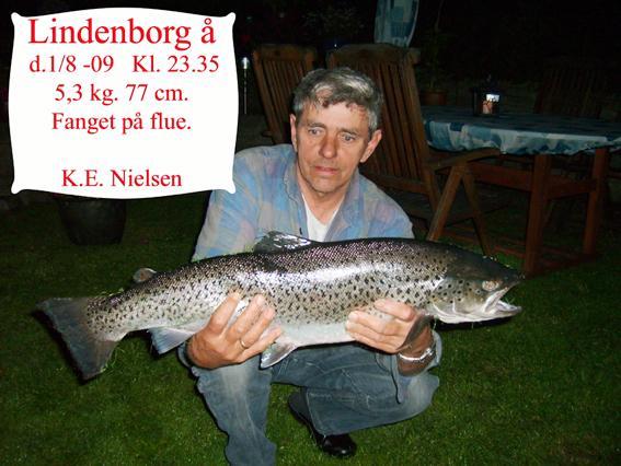 1/8-09: Jeg ankommer til åen og fisker fra kl.21. En kølvandsstribe fortæller, at en større fisk er på vej nedstrøms (og her troede man de trak op ad åen?).