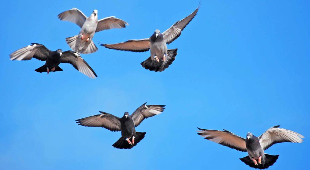 Økonomi i kapflyvningsplanen Totalerne for Mellemdistancen viser en stigning på 5.000 duer, medens Langdistance viser et tab på 5.000 duer. Vi øger indtægten i Mellemdistancen med 5.000 x 16,- kr.