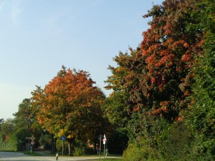 Flotte efterårsfarver på træerne undervejs hjem Vores
