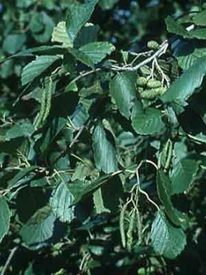 Birkefamilien  Betulaceae