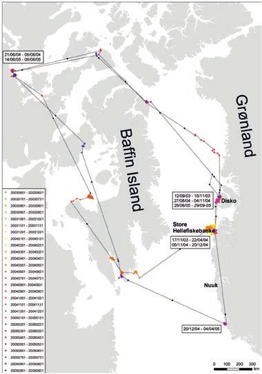 6 Aktuelt Foto: Anders Musbech. Ny viden om Kongeederfugle i Vestgrønland Den 12. september 2003 fik en Kongeederfugl hun indopereret en lille satellitsender.