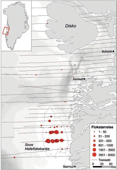 Aktuelt 7 østlige Canada, optræder på Store Hellefiskebanke på dybder mindre end 50 m (Fig. 2).