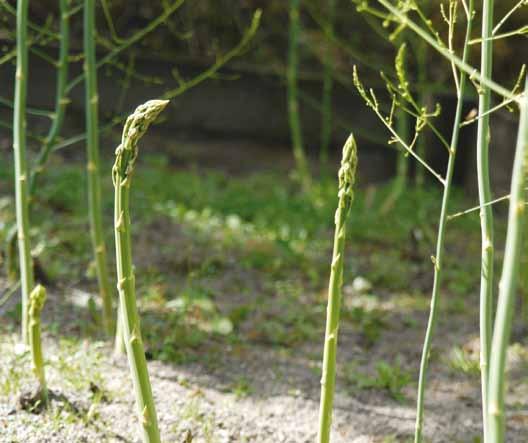Asparges kræver tålmodighed Asparges har en levetid på op mod 40 år. Er du så heldig, at der i din have allerede er et aspargesbed, må du for alt i verden ikke nedlægge eller flytte det.
