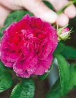 Planter du barrodede roser, skal du plante fra midten af oktober og frem til april måned. Plantested Roser skal plantes lyst og solrigt med masser af luft omkring sig.
