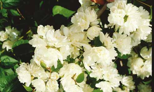 Pibeved eller duftende jasmin Silberregen Lav tæt busk, der bliver 1 1½ m høj og bred.