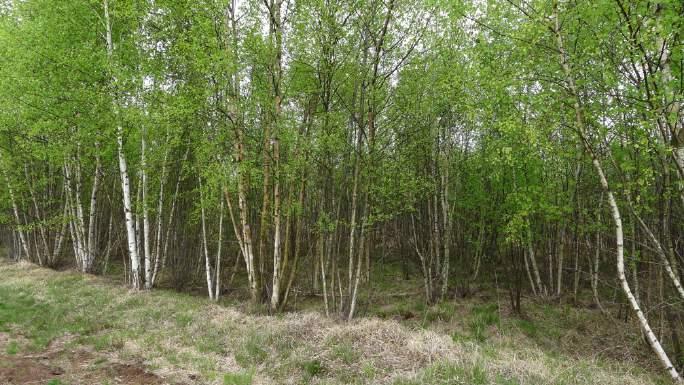 Fig. 3.1. Område langs Lyngen på Horreby Lyng. Området er ryddet for opvækst for anslået15-20 år siden. Kraftige stødskud har betydet at for hvert træ der er ryddet er der kommet 5 nye.