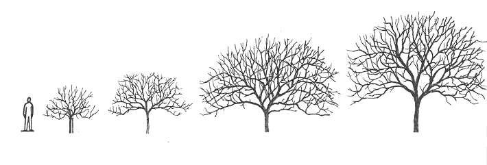 Træets størrelse påvirkes ligeligt af grundstammens vækstkraft, sortens vækstkraft og voksestedet.
