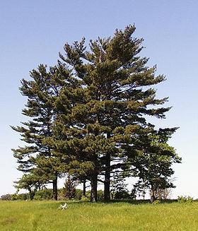 Pinus Strobus weymouthsfyr I haver og parker - hist og her plantet i skov Træ. Højde 25 m Bark i starten glat og olivenbrun.