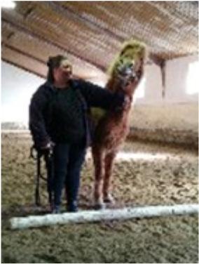 20 Hvad rør sig i Syd af Marianne Olesen Heste terapi I heste terapi bruges hestene til personlig udvikling.