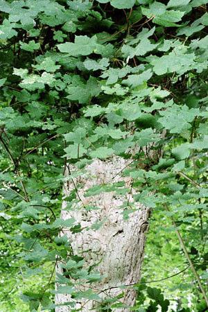 Ahorn; Ær. Acer pseudoplatanus L. Ahorn har 8-16 cm brede, 5- lappede blade med spidse indskæringer. Lapperne er groft takkede. Ahorn bliver op til 35 m.