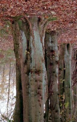 Hestekastanie. Aesculus hippocastanum L. 25 m højt træ.