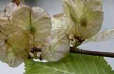 Ask (Fraxinus excelsior) op til 40 m højt, Høj træklatrestyrke. Lystræ. Blade og knopper modsatte og uligefinnede blade med 5-7 småblade. Knopper sorte og modsatte.