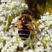 De skal have tilgængeligt nektar og pollen (f.eks. et kort kronrør). Insektarter stiller dog forskellige krav til blomsternes struktur, især afhængig af deres tungelængde.