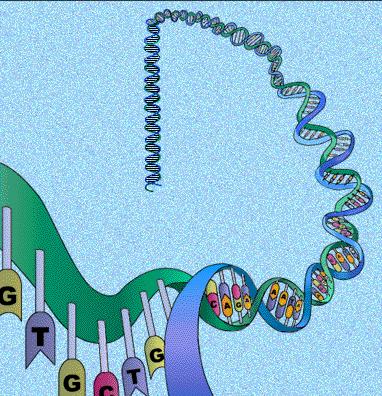 Vores arvemateriale indeholder mange gener Gen Gen Arvematerialet er lange, trådformede DNA molekyler Hvert DNA