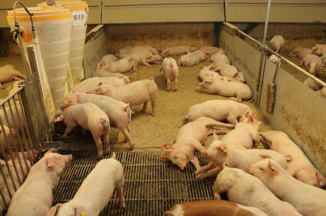 I smågrisestalden blev grisene sorteret efter størrelse, og der blev i gennemsnit indsat 31,1 gris per sti. I afprøvningen indgik 74 stier fordelt på fire sektioner.