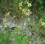 Krawczyk Avena fatua: B. Gerowitt Centaurea cyanus: B. Gerowitt Chenopodium album: B.