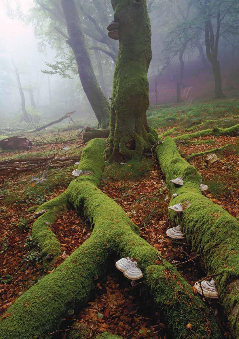 Mange af skovens svampe er afhængige af gamle og