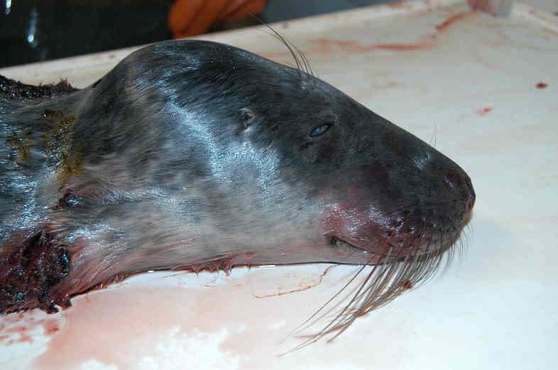 Top: The grey seal (right) is known by its straight snout whereas the harbour seal (left)