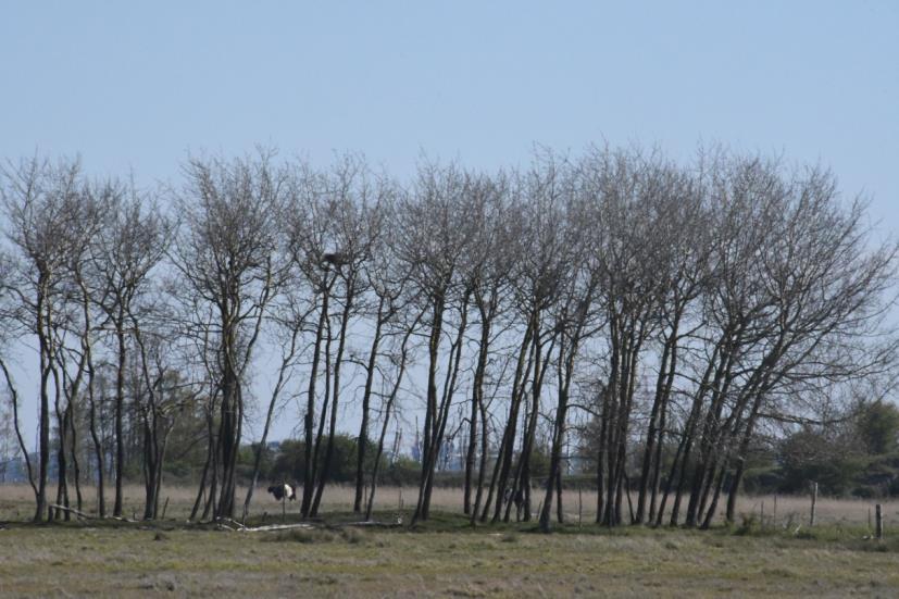 Figur 57. Beboet rede af Gråkrage i en lille gruppe træer i område 5b.