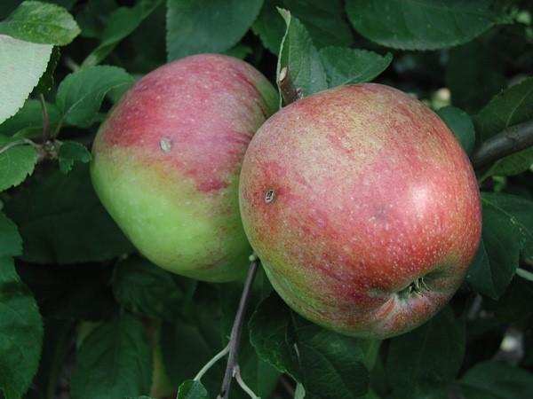 I 1500- og 1600-tallet kom der franske æblesorter til herregårdene, og i 1700-tallet blev der importeret frugttræer og podekviste fra Tyskland og Holland.