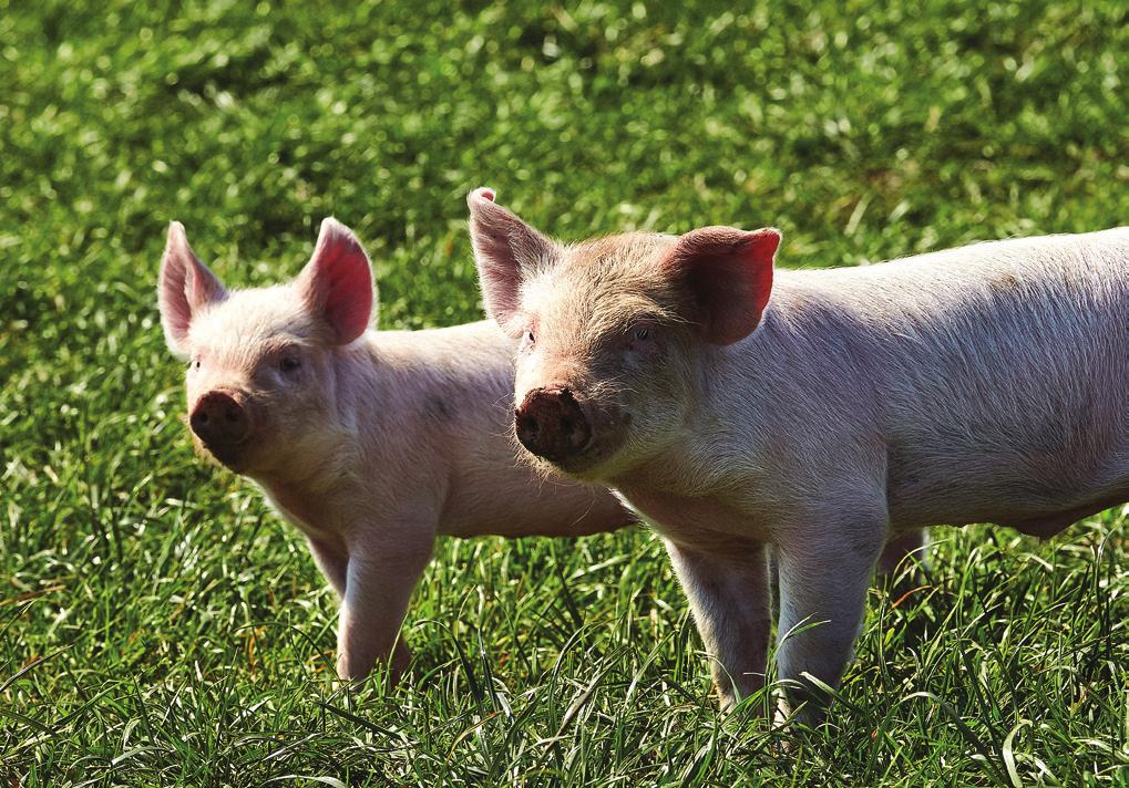 Økologiske grise og høns skal kunne komme udenfor.