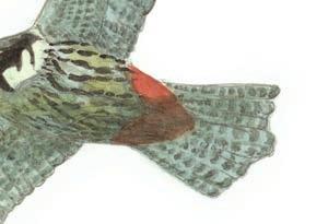 I Dansk Ornitologisk Forenings projekt om Truede og sjældne ynglefugle det såkaldte DATSY-projekt (Grell 1999, Grell et al.