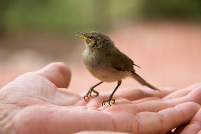Livets vilkårlighed Når der lander en lille, skrøbelig fugl i vore hænder, så er det vores opgave at skærme den, men